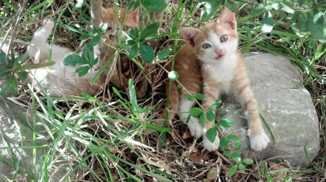 一记重炮轰碎宿命，2026世界杯之夜，楚阿梅尼刷新纪录
