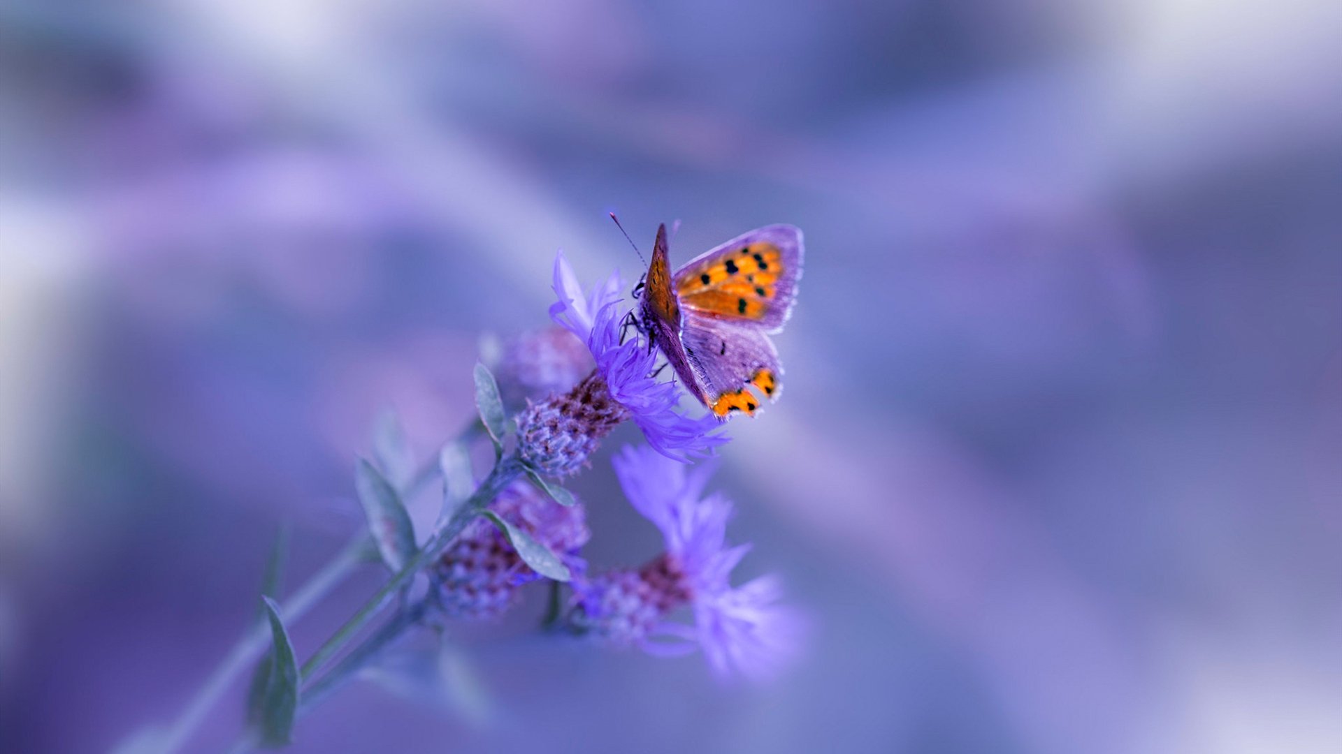 亚平宁之鹰的波斯弯刀，迪马利亚如何用左脚改写尤文的伊朗攻略