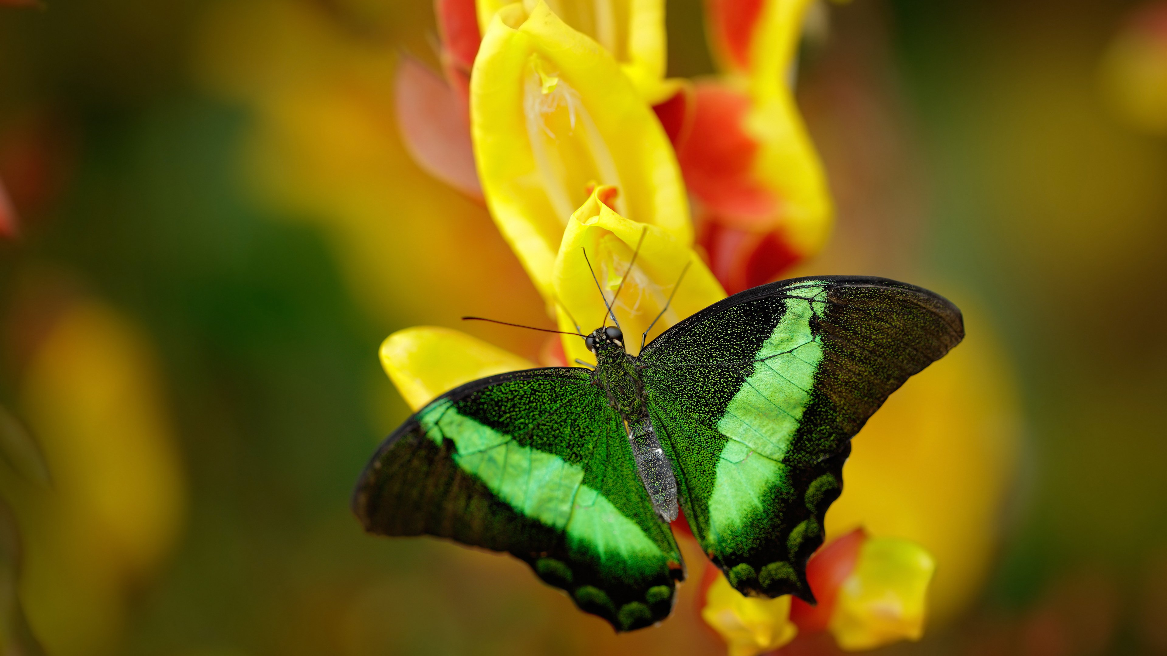 冰封的火焰，新疆生死战逆转奇才启示录
