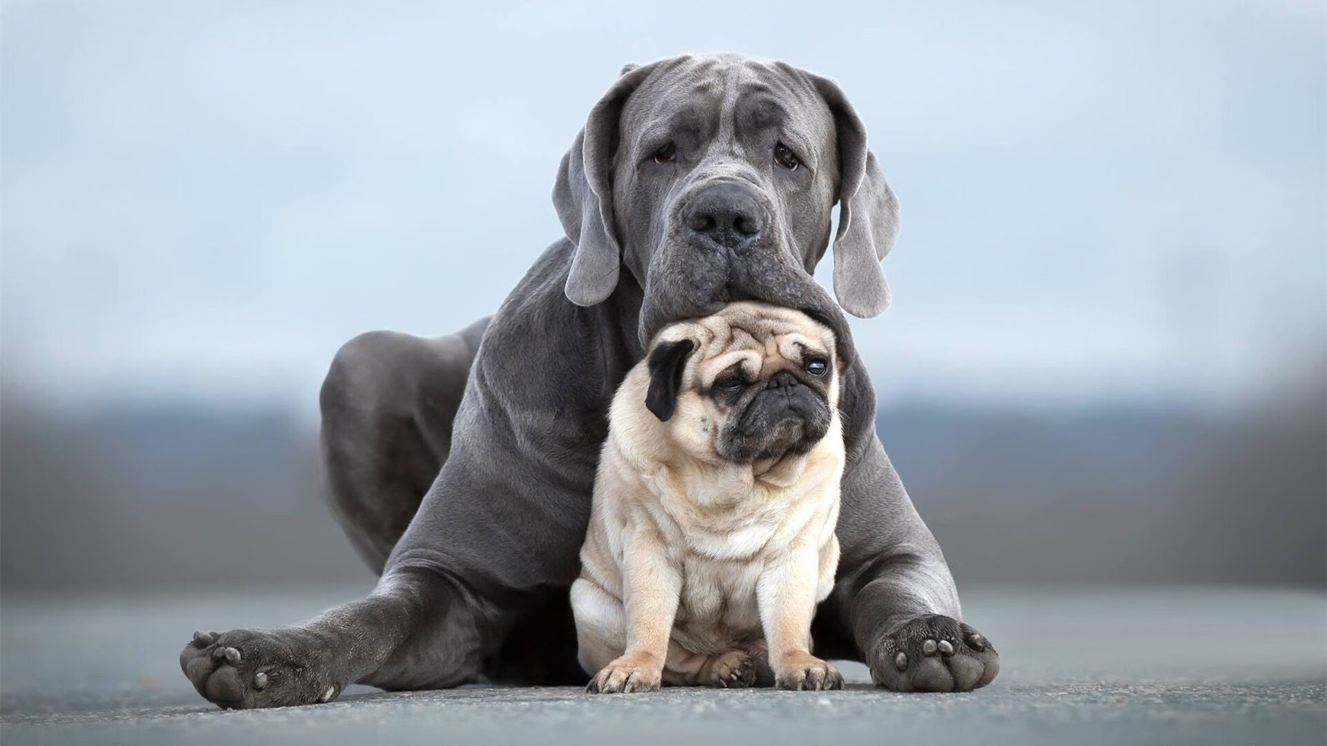 篮网掀翻太阳，利拉德教科书表演照亮布鲁克林夜空