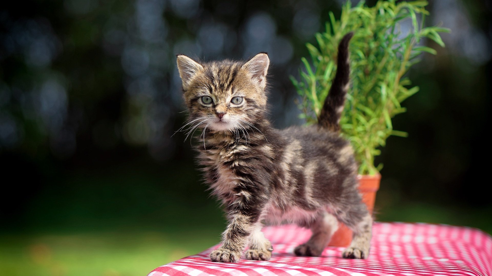 亚平宁的硝烟与石油的火焰,当古典足球遭遇全球资本的重塑