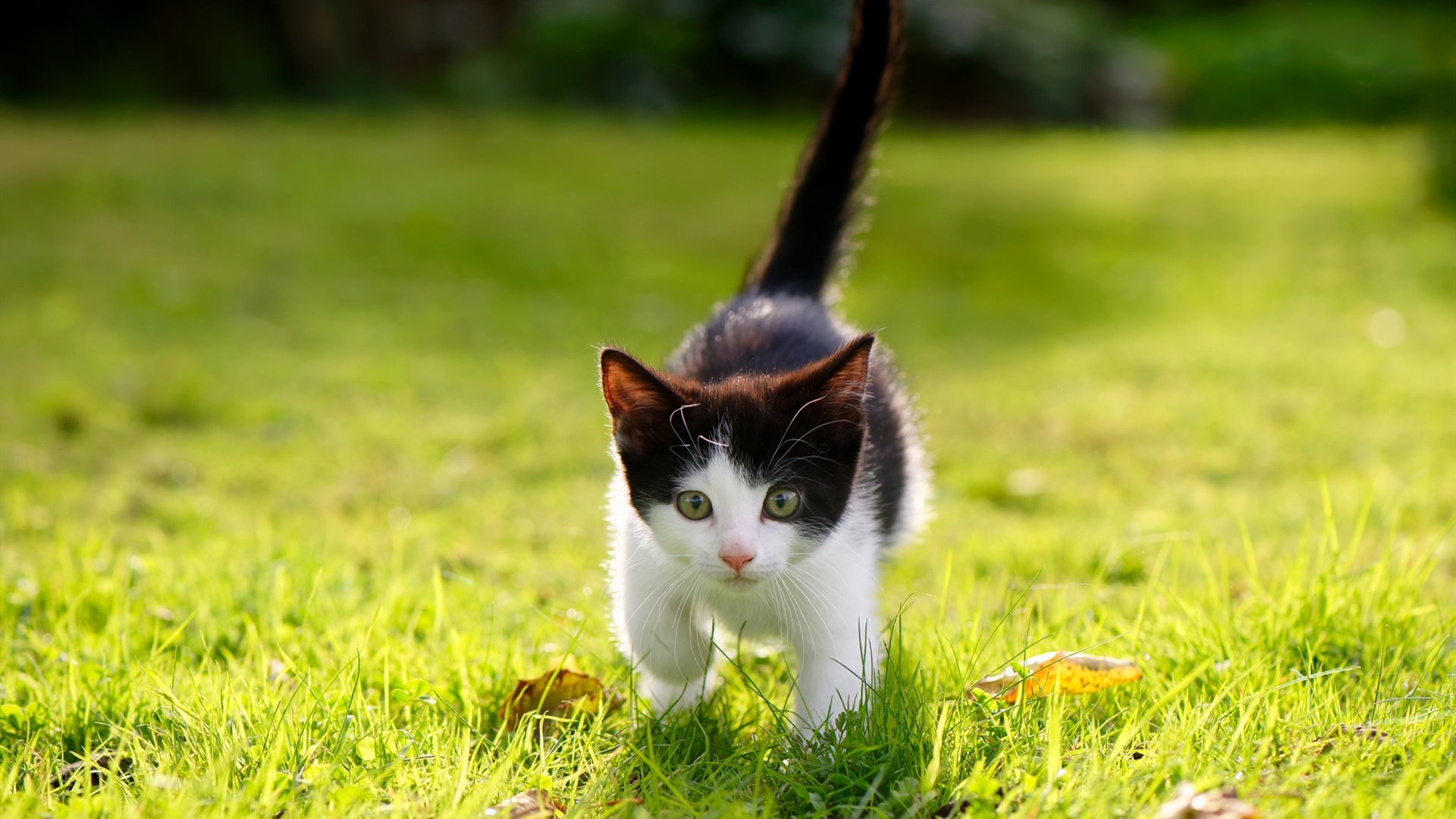 利拉德时刻，0.3秒准绝杀救主！骑士破解新疆无限换防