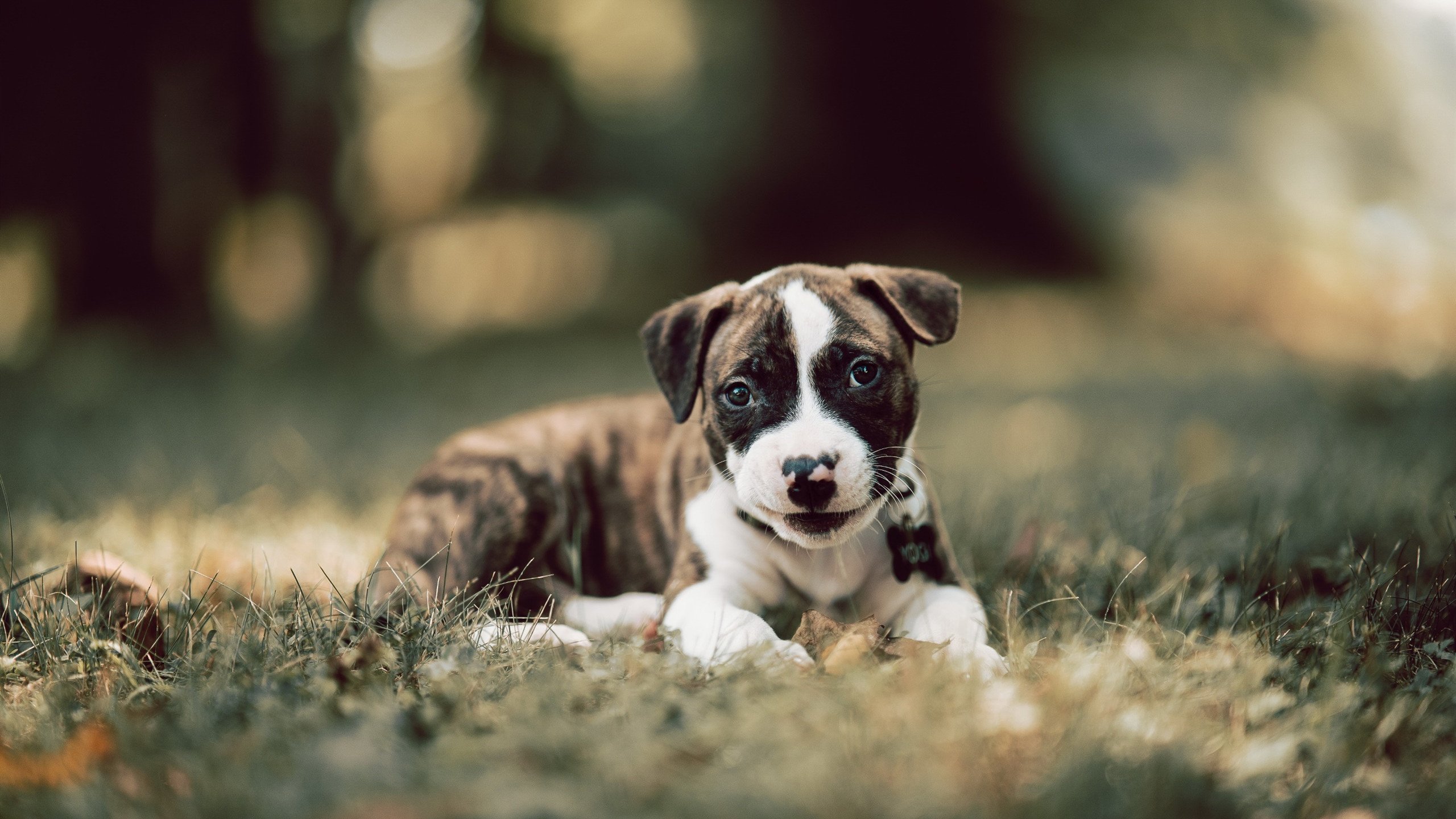 引擎重燃,当锡安在F1赛道接管迈阿密之夜