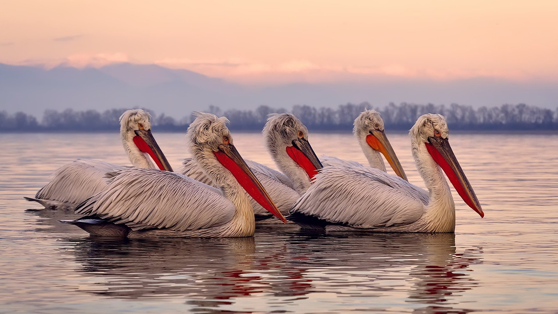 压力下的王者，杜兰特爆发引领辽宁队击败掘金