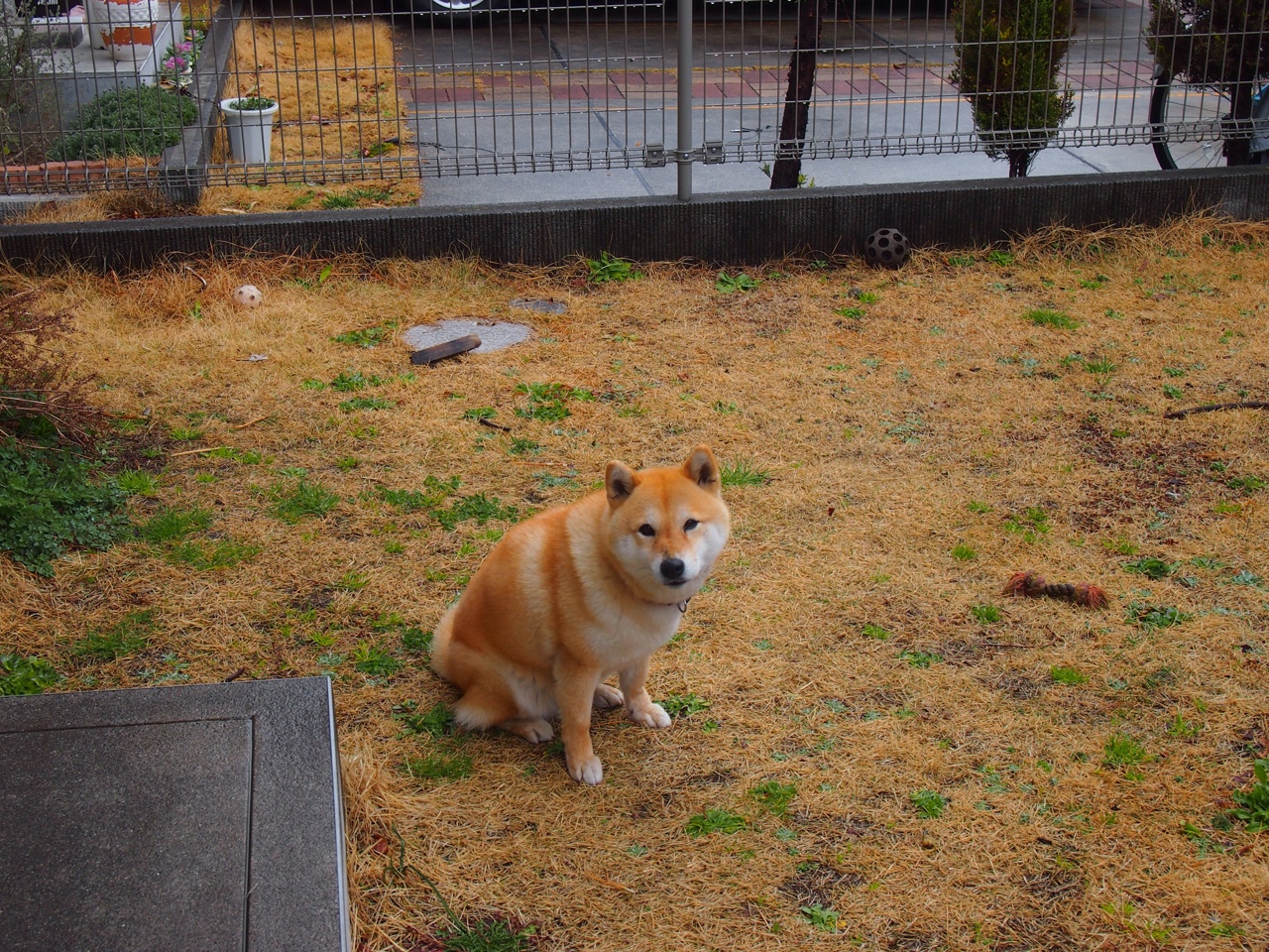 吉林队争冠战逆袭魔术，武切维奇统治力下的悬念重生