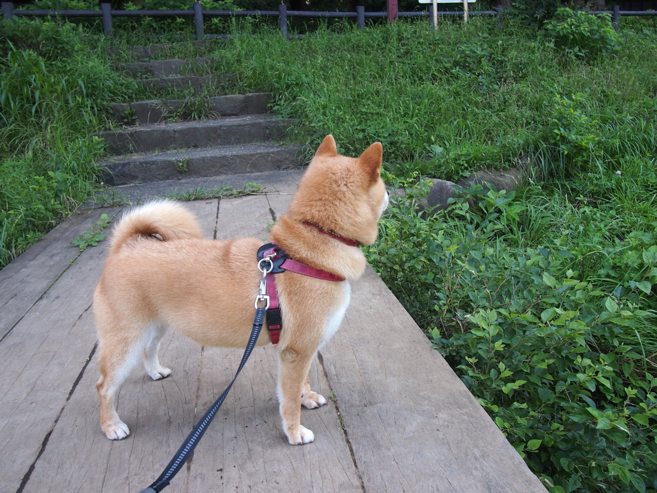 维尼修斯闪耀破门，葡萄牙战术完美克制尼斯