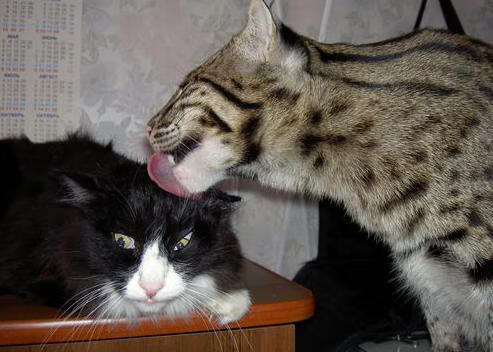 塞维利亚式节奏与天使之翼，迪马利亚于年度焦点战主宰澳大利亚