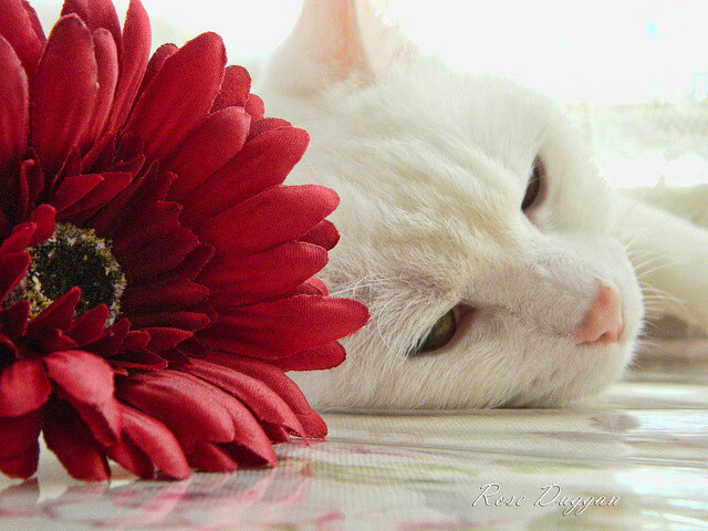 东契奇独舞映照双星暗淡，当季后赛控场艺术击溃天赋堆积