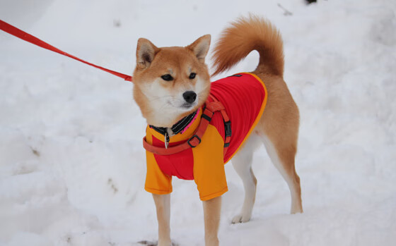 大卫的投石索，浙江队以血肉长城淘汰奇才，小贾伦·杰克逊成破局关键
