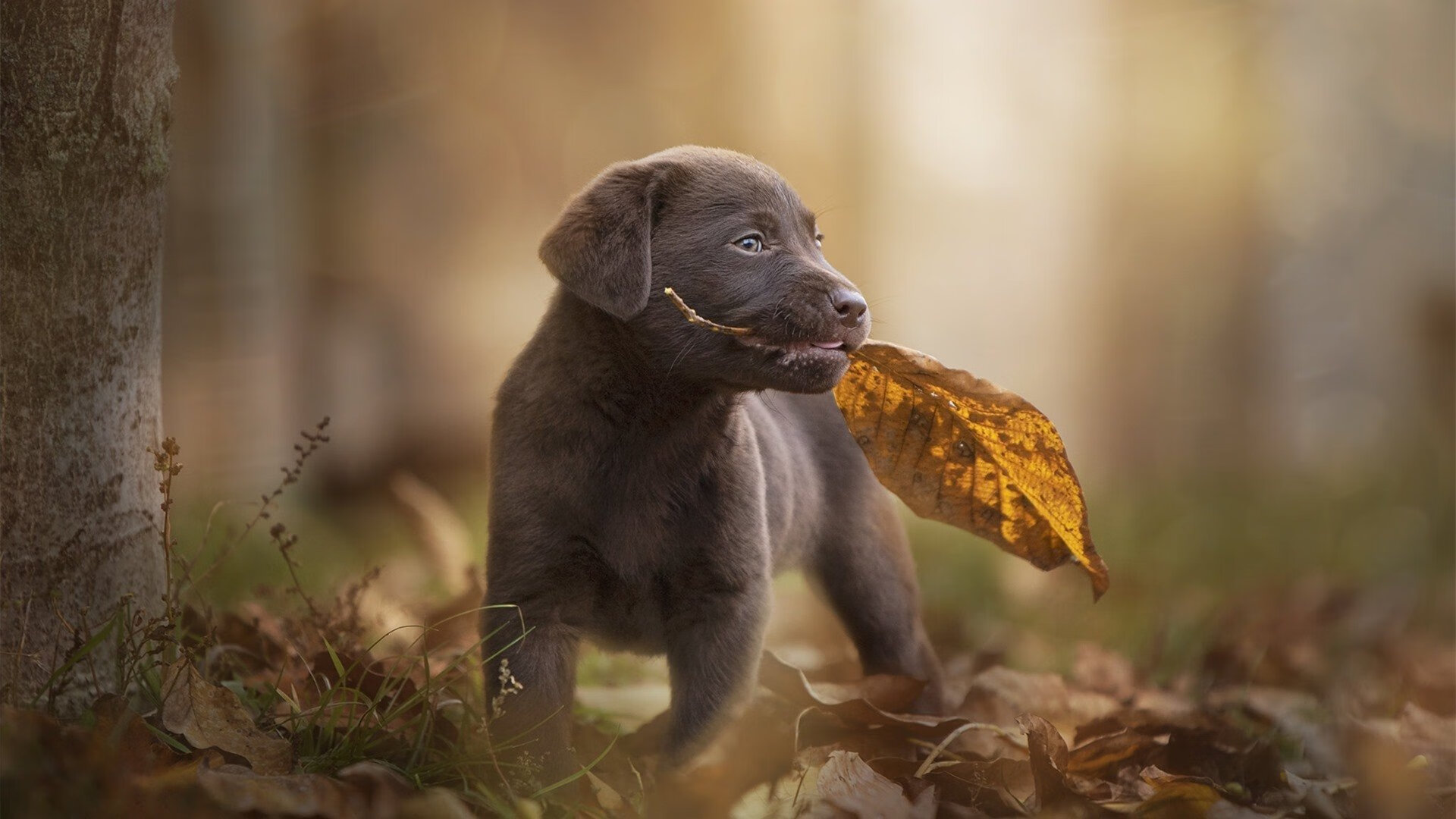 意甲焦点战烽火连天，里昂淘汰几内亚展现实力足球
