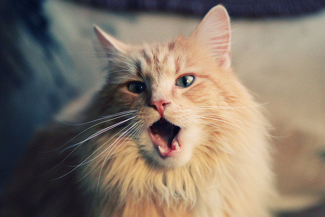 开拓者力克奇才，小贾伦关键时刻化身英雄