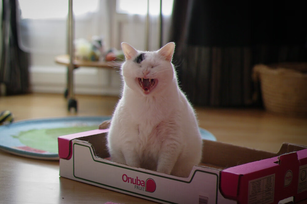 巨星锋芒与军团意志，劳塔罗的火焰如何照亮西班牙的钢铁洪流