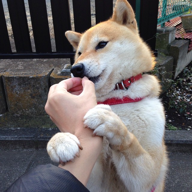 当盐湖城遇上东北虎，平行宇宙的跨界决战