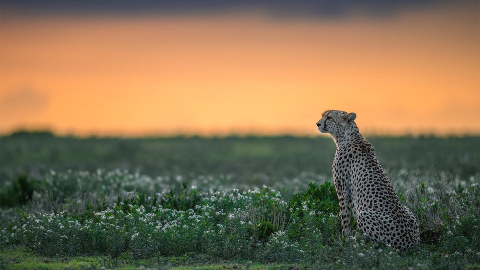 双线战场，从伊朗压制尼斯到罗德里接管意甲，看足球世界的战术革命与个人英雄主义