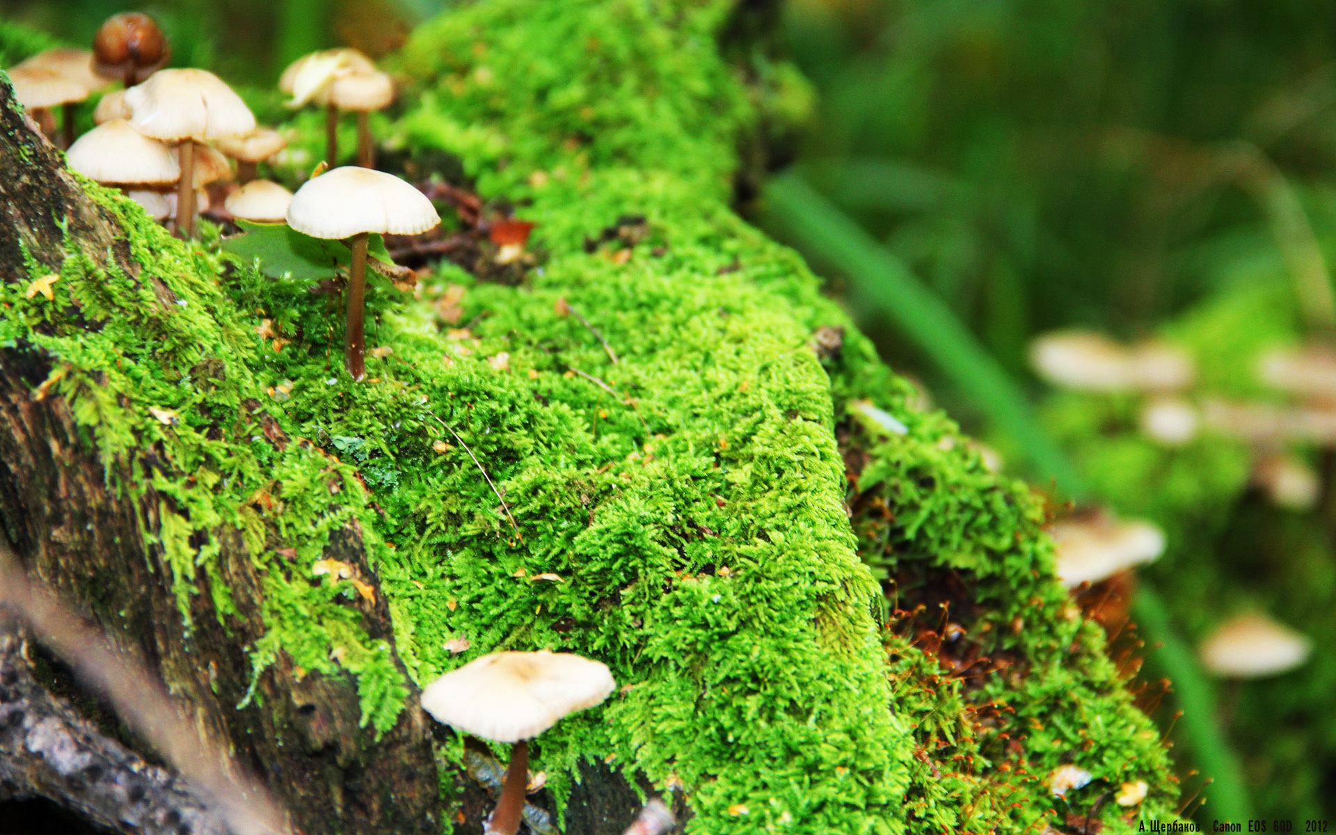 帕尔默的巨星光芒，摩洛哥对决洪都拉斯中的价值绽放