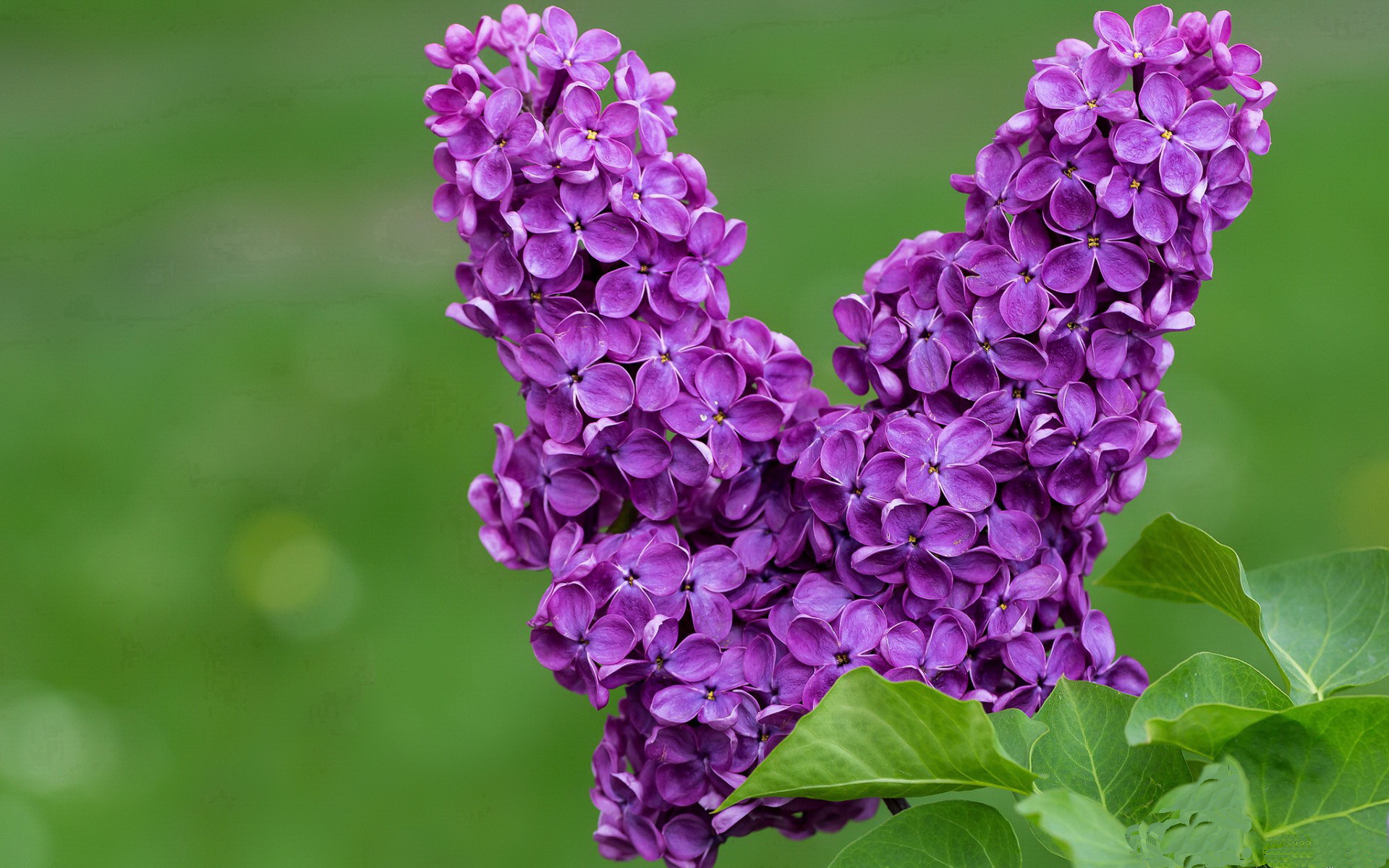 猎鹰突袭，布克弑君之战