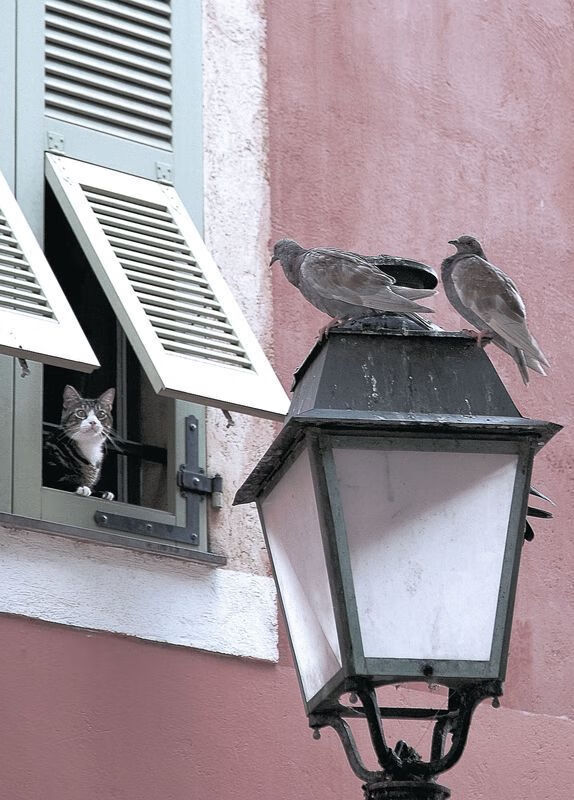 牙买加风暴，草根逆袭豪门，弗拉霍维奇一剑封喉