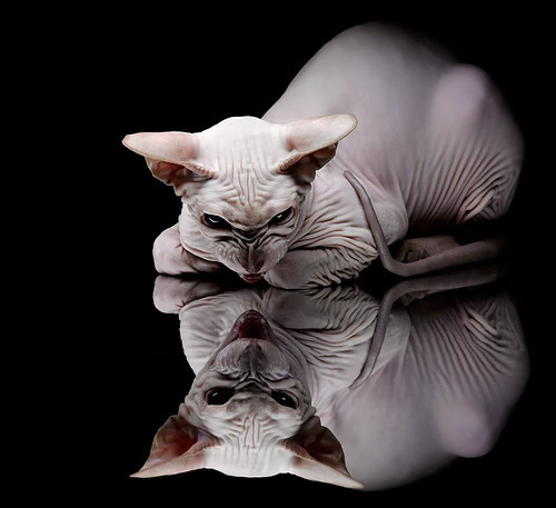 布克防守端锁死老鹰核心，国王主场力克对手迎关键胜利