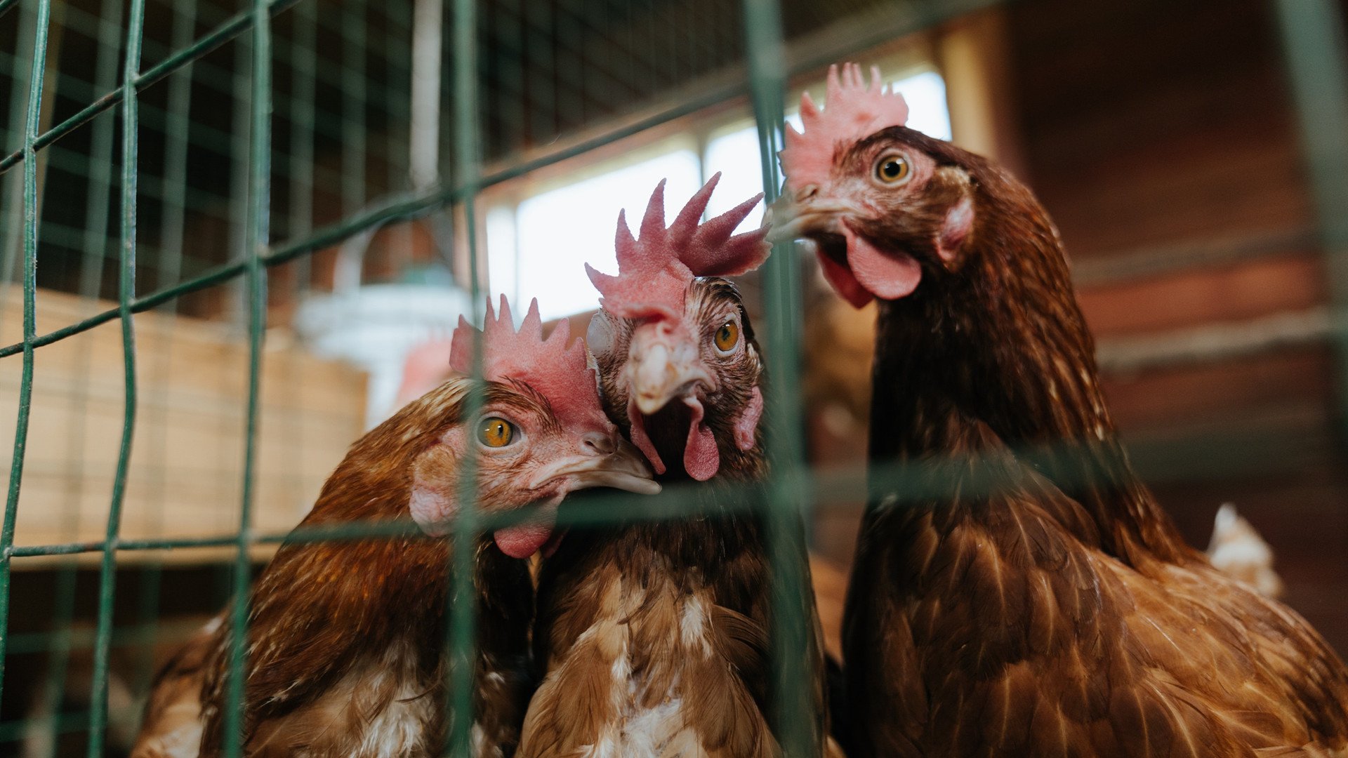 开云体育中国-内线重生，切特·霍姆格伦与一场关于自我救赎的逆袭